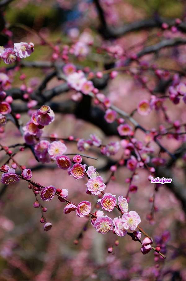 京都二月是梅花的天下 城南宮神苑垂梅與椿祭 Kakajaw的廚房與京都 痞客邦 京都二月是梅花的天下 城南宮神苑垂梅與椿祭 Kakajaw的廚房與京都 痞客邦