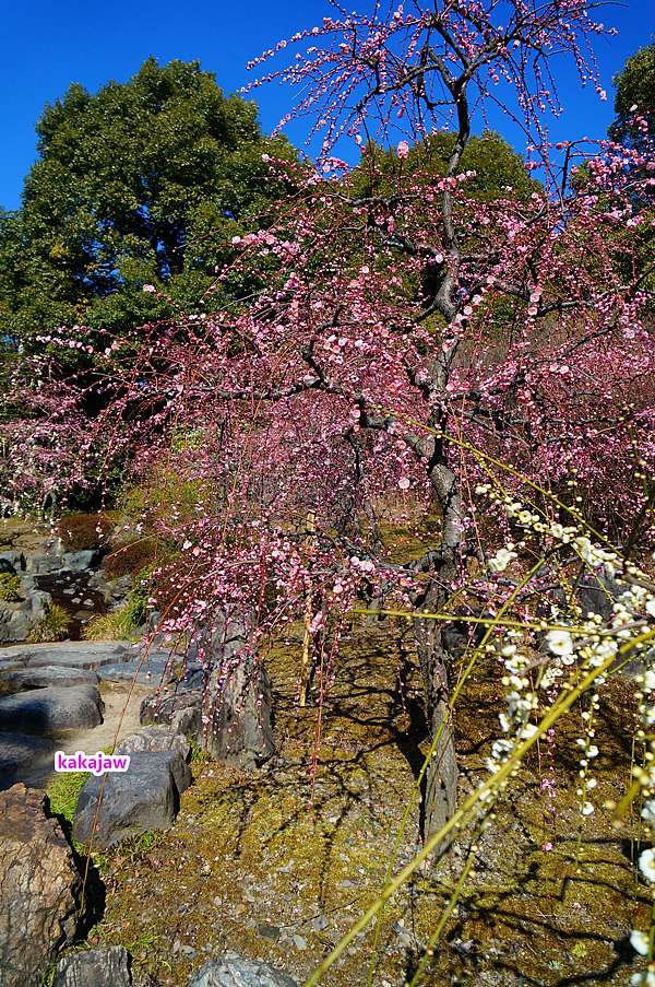 京都二月是梅花的天下 城南宮神苑垂梅與椿祭 Kakajaw的廚房與京都 痞客邦 京都二月是梅花的天下 城南宮神苑垂梅與椿祭 Kakajaw的廚房與京都 痞客邦
