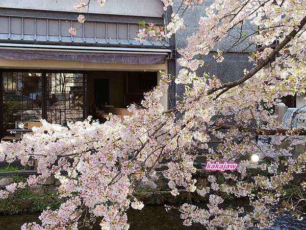 櫻滿開的祇園白川 Pass The Baton Kyoto Gion Kakajaw的廚房與京都 痞客邦