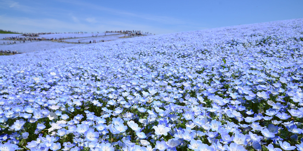 東京近郊 茨城 必去景點 國營日立海濱公園 国営ひたち海浜公園 超美粉蝶花之丘 日本最美花海 秋天可賞掃帚草 交通 遊記 常陸海濱公園 此生必看日本絕景 日本自助旅行大補帖 凱子凱