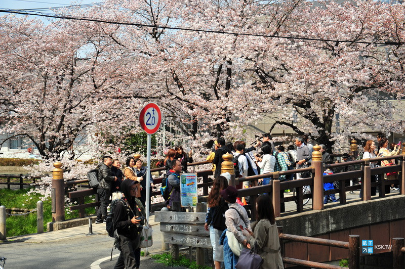 川越 冰川神社 賞櫻記錄 川越最佳賞櫻景點推薦 日本自助旅行大補帖 凱子凱 痞客邦