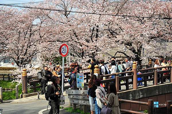 川越 冰川神社 賞櫻記錄 川越最佳賞櫻景點推薦 日本自助旅行大補帖 凱子凱 痞客邦
