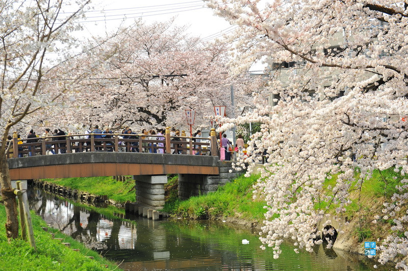 川越 冰川神社 賞櫻記錄 川越最佳賞櫻景點推薦 日本自助旅行大補帖 凱子凱 痞客邦