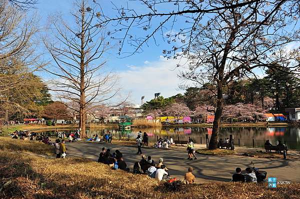 關東近郊 琦玉 大宮公園 賞櫻名所百選 滿滿的櫻花樹跟人潮 日本自助旅行大補帖 凱子凱 痞客邦
