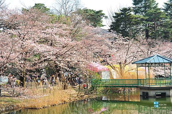 關東近郊 琦玉 大宮公園 賞櫻名所百選 滿滿的櫻花樹跟人潮 日本自助旅行大補帖 凱子凱 痞客邦