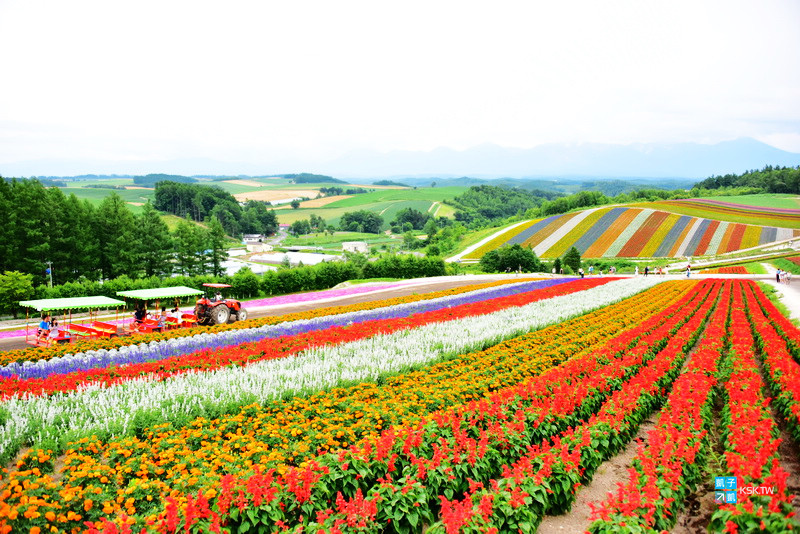 北海道 美瑛必去景點推薦 四季彩之丘 超級夢幻整片的彩色花海 夏天來美瑛必來這邊 交通與遊記分享 日本自助旅行大補帖 凱子凱 北海道 美瑛必去景點推薦 四季彩之丘 超級夢幻整片的彩色花海 夏天來美瑛必來這邊 交通與遊記分享 日本自助旅行大補帖 凱子凱