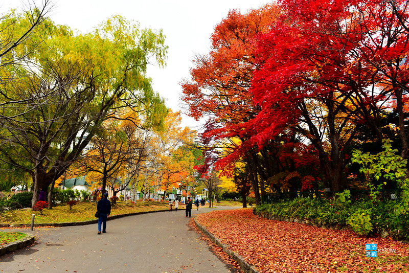北海道 札幌 中島公園 札幌市區賞銀杏必來之景點推薦 整片金黃色銀杏樹超美的吧 日本自助旅行大補帖 凱子凱 痞客邦