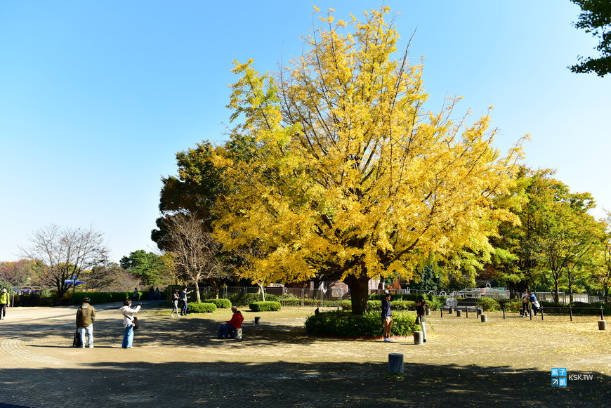 東京 銀杏名所 國營昭和紀念公園 來東京超人氣必訪賞銀杏景點推薦 銀杏大道超美 親子遊推薦必訪 來野餐也相當適合 交通 賞銀杏 租借腳踏車遊園 見頃時間 日本自助旅行大補帖 凱子凱