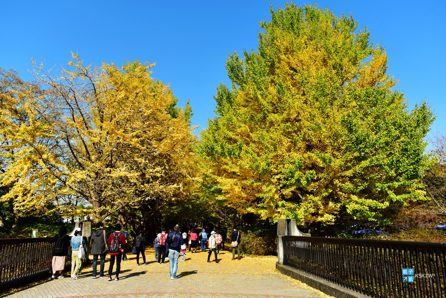 東京 銀杏名所 國營昭和紀念公園 來東京超人氣必訪賞銀杏景點推薦 銀杏大道超美 親子遊推薦必訪 來野餐也相當適合 交通 賞銀杏 租借腳踏車遊園 見頃時間 日本自助旅行大補帖 凱子凱