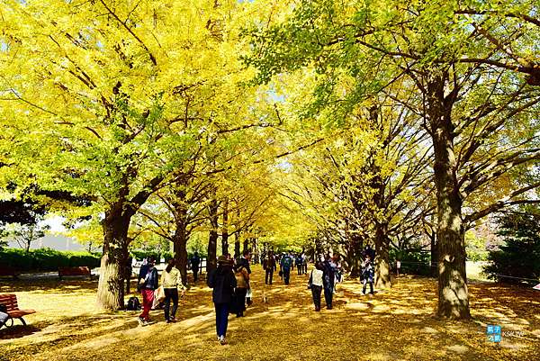 東京 銀杏名所 國營昭和紀念公園 來東京超人氣必訪賞銀杏景點推薦 銀杏大道超美 親子遊推薦必訪 來野餐也相當適合 交通 賞銀杏 租借腳踏車遊園 見頃時間 日本自助旅行大補帖 凱子凱 東京 銀杏名所 國營昭和紀念公園 來東京超人氣必訪賞銀杏景點推薦 銀杏大道超美 親子遊推薦必訪 來野餐也相當適合 交通 賞銀杏 租借腳踏車遊園 見頃時間 日本自助旅行大補帖 凱子凱