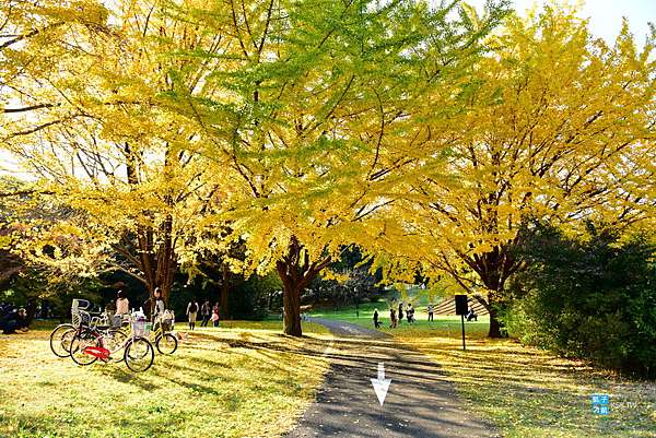 東京 銀杏名所 國營昭和紀念公園 來東京超人氣必訪賞銀杏景點推薦 銀杏大道超美 親子遊推薦必訪 來野餐也相當適合 交通 賞銀杏 租借腳踏車遊園 見頃時間 日本自助旅行大補帖 凱子凱