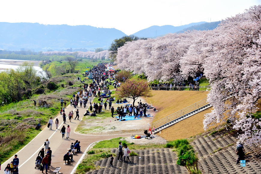 京都 賞櫻必訪景點推薦 背割堤 八幡市超人氣賞櫻景點 整排櫻花隧道河堤無限延伸也太狂野了 建議在登上展望塔賞大景喔 日本自助旅行大補帖 凱子凱 京都 賞櫻必訪景點推薦 背割堤 八幡市超人氣賞櫻景點 整排櫻花隧道河堤無限延伸也太狂野了 建議在登上展望塔賞大景喔 日本自助旅行大補帖 凱子凱