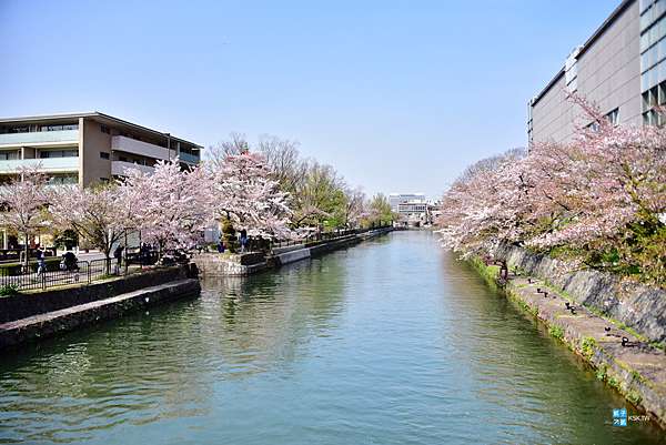 京都 景點 平安神宮 日本傳統婚禮神前式受歡迎的神社 神苑值得參觀 京都賞櫻人氣景點推薦 日本自助旅行大補帖 凱子凱 痞客邦 京都 景點 平安神宮 日本傳統婚禮神前式受歡迎的神社 神苑值得參觀 京都賞櫻人氣景點推薦 日本自助旅行大補帖 凱子凱 痞客邦