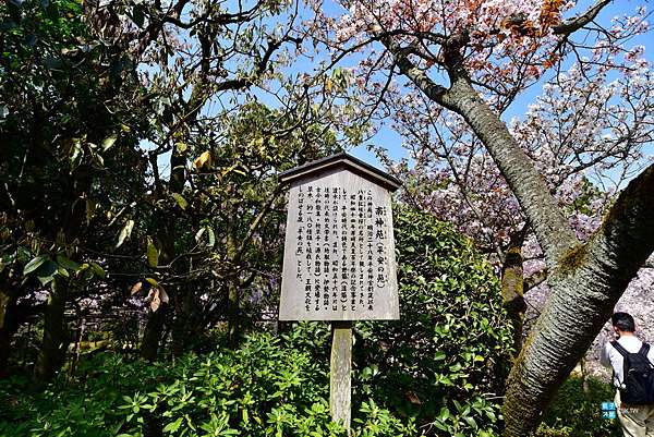 京都 景點 平安神宮 日本傳統婚禮神前式受歡迎的神社 神苑值得參觀 京都賞櫻人氣景點推薦 日本自助旅行大補帖 凱子凱 痞客邦