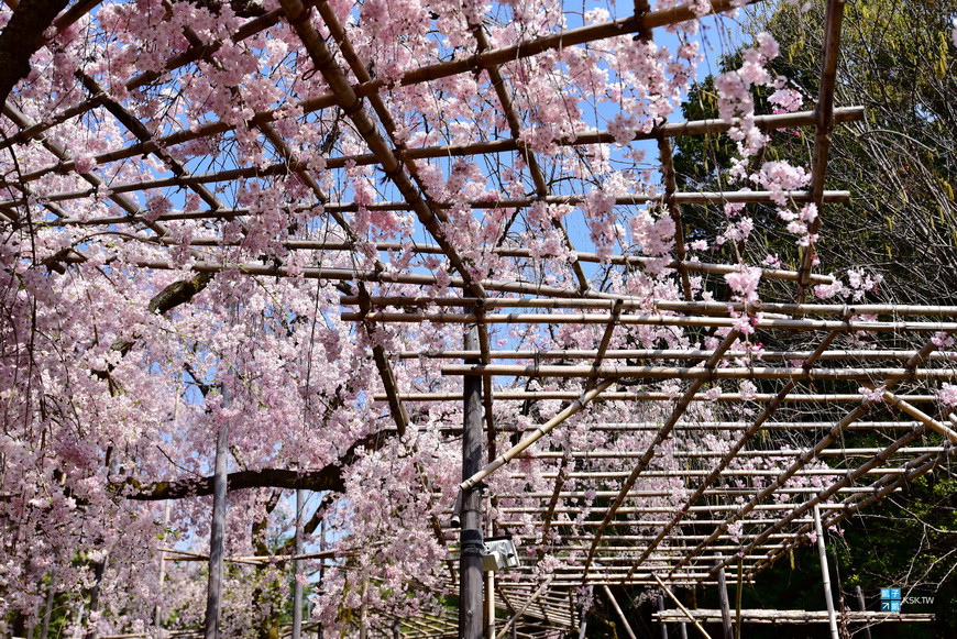 京都 景點 平安神宮 日本傳統婚禮神前式受歡迎的神社 神苑值得參觀 京都賞櫻人氣景點推薦 日本自助旅行大補帖 凱子凱 痞客邦 京都 景點 平安神宮 日本傳統婚禮神前式受歡迎的神社 神苑值得參觀 京都賞櫻人氣景點推薦 日本自助旅行大補帖 凱子凱 痞客邦