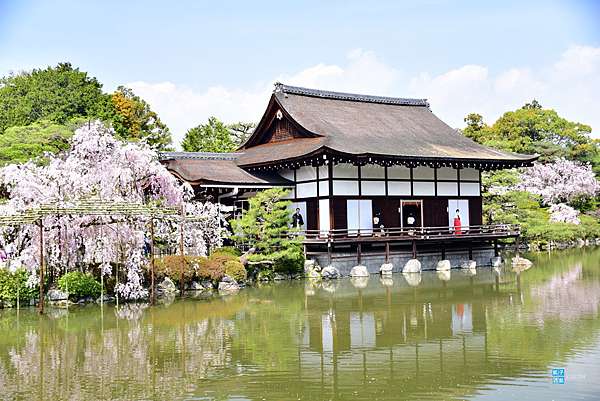 京都 景點 平安神宮 日本傳統婚禮神前式受歡迎的神社 神苑值得參觀 京都賞櫻人氣景點推薦 日本自助旅行大補帖 凱子凱 痞客邦