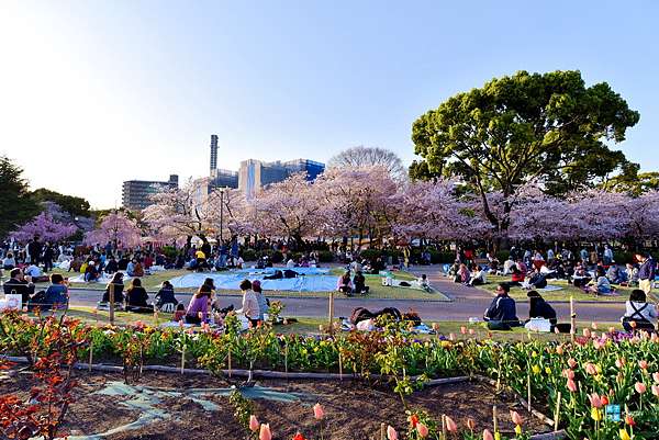 名古屋 櫻花百選名所 鶴舞公園 賞櫻重點在 櫻林 夜間點燈特別漂亮 地下鐵 鶴舞駅 4號出口即抵達 日本自助旅行大補帖 凱子凱 名古屋 櫻花百選名所 鶴舞公園 賞櫻重點在 櫻林 夜間點燈特別漂亮 地下鐵 鶴舞駅 4號出口即抵達 日本自助旅行大補帖 凱子凱