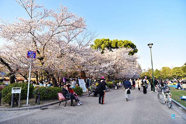 名古屋 櫻花百選名所 鶴舞公園 賞櫻重點在 櫻林 夜間點燈特別漂亮 地下鐵 鶴舞駅 4號出口即抵達 日本自助旅行大補帖 凱子凱 名古屋 櫻花百選名所 鶴舞公園 賞櫻重點在 櫻林 夜間點燈特別漂亮 地下鐵 鶴舞駅 4號出口即抵達 日本自助旅行大補帖 凱子凱