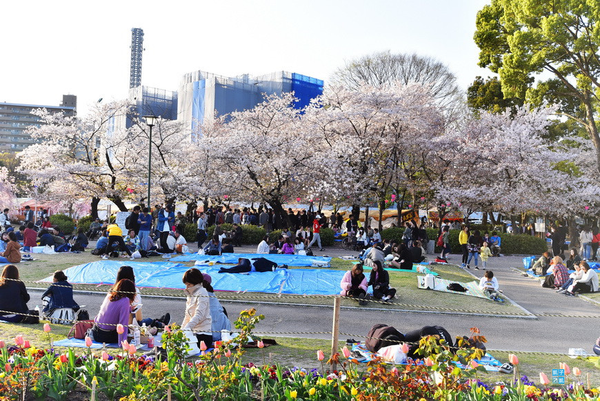 名古屋 櫻花百選名所 鶴舞公園 賞櫻重點在 櫻林 夜間點燈特別漂亮 地下鐵 鶴舞駅 4號出口即抵達 日本自助旅行大補帖 凱子凱 名古屋 櫻花百選名所 鶴舞公園 賞櫻重點在 櫻林 夜間點燈特別漂亮 地下鐵 鶴舞駅 4號出口即抵達 日本自助旅行大補帖 凱子凱