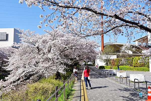 名古屋 賞櫻必去景點 山崎川四季の道 名古屋的目黑川 櫻花百選名所 日本自助旅行大補帖 凱子凱 痞客邦 名古屋 賞櫻必去景點 山崎川四季の道 名古屋的目黑川 櫻花百選名所 日本自助旅行大補帖 凱子凱 痞客邦