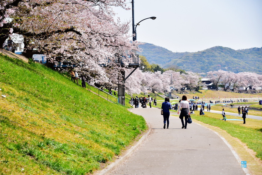 日本岡山 賞櫻景點 旭川さくらみち 後樂園旁邊的 旭川河川敷 日本自助旅行大補帖 凱子凱 痞客邦 日本岡山 賞櫻景點 旭川さくらみち 後樂園旁邊的 旭川河川敷 日本自助旅行大補帖 凱子凱 痞客邦