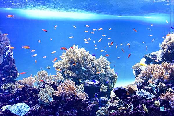 池袋 景點 池袋sunshine City 陽光水族館 原來在東京市區頂樓還可以有這麼棒的水族館 天空企鵝太可愛了 必拍 日本自助旅行大補帖 凱子凱 池袋 景點 池袋sunshine City 陽光水族館 原來在東京市區頂樓還可以有這麼棒的水族館 天空企鵝太可愛了 必拍 日本自助旅行大補帖 凱子凱