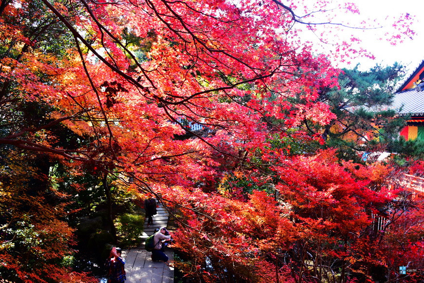 京都 必去賞楓景點 毘沙門堂 山科站 秋天紅葉美不勝收 春天也有櫻花可賞 京都紅葉名所 毘沙門堂門跡交通 日本自助旅行大補帖 凱子凱 京都 必去賞楓景點 毘沙門堂 山科站 秋天紅葉美不勝收 春天也有櫻花可賞 京都紅葉名所 毘沙門堂門跡交通 日本自助旅行大補帖 凱子凱