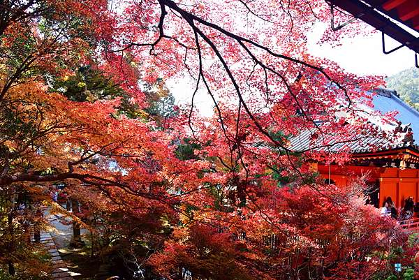 京都 必去賞楓景點 毘沙門堂 山科站 秋天紅葉美不勝收 春天也有櫻花可賞 京都紅葉名所 毘沙門堂門跡交通 日本自助旅行大補帖 凱子凱 京都 必去賞楓景點 毘沙門堂 山科站 秋天紅葉美不勝收 春天也有櫻花可賞 京都紅葉名所 毘沙門堂門跡交通 日本自助旅行大補帖 凱子凱