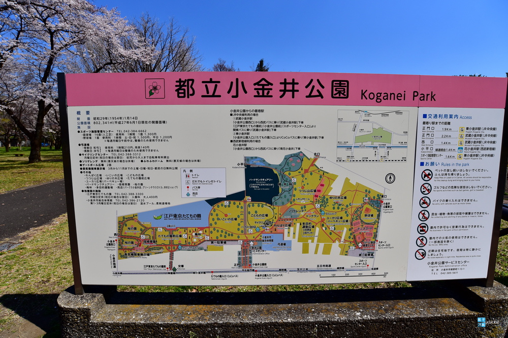 東京 櫻花百選名所 小金井公園 交通 賞櫻遊記 武藏小金井站 賞櫻景點推薦 日本自助旅行大補帖 凱子凱 痞客邦 東京 櫻花百選名所 小金井公園 交通 賞櫻遊記 武藏小金井站 賞櫻景點推薦 日本自助旅行大補帖 凱子凱 痞客邦