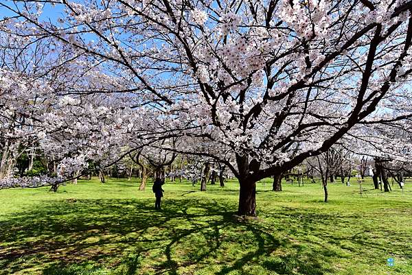 東京 櫻花百選名所 小金井公園 交通 賞櫻遊記 武藏小金井站 賞櫻景點推薦 日本自助旅行大補帖 凱子凱 痞客邦 東京 櫻花百選名所 小金井公園 交通 賞櫻遊記 武藏小金井站 賞櫻景點推薦 日本自助旅行大補帖 凱子凱 痞客邦