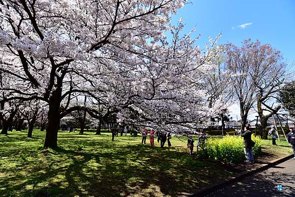 東京 櫻花百選名所 小金井公園 交通 賞櫻遊記 武藏小金井站 賞櫻景點推薦 日本自助旅行大補帖 凱子凱 痞客邦