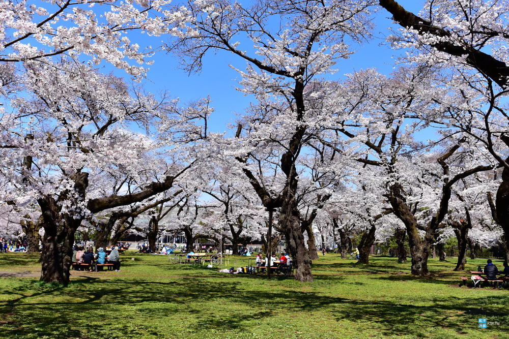 東京 櫻花百選名所 小金井公園 交通 賞櫻遊記 武藏小金井站 賞櫻景點推薦 日本自助旅行大補帖 凱子凱 痞客邦