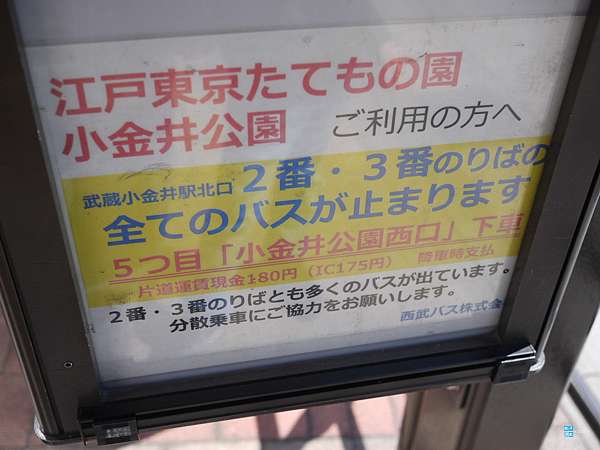 東京 櫻花百選名所 小金井公園 交通 賞櫻遊記 武藏小金井站 賞櫻景點推薦 日本自助旅行大補帖 凱子凱 痞客邦