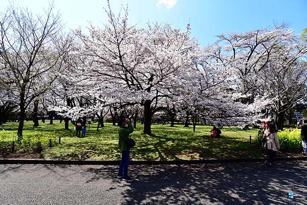 東京 櫻花百選名所 小金井公園 交通 賞櫻遊記 武藏小金井站 賞櫻景點推薦 日本自助旅行大補帖 凱子凱 痞客邦