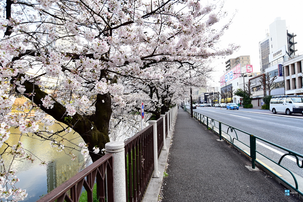 東京 賞櫻景點 外濠公園 飯田橋 四ツ谷 整排櫻花樹 可搭配靖國神社與千鳥淵之賞櫻行程 神樂坂附近 日本自助旅行大補帖 凱子凱 東京 賞櫻景點 外濠公園 飯田橋 四ツ谷 整排櫻花樹 可搭配靖國神社與千鳥淵之賞櫻行程 神樂坂附近 日本自助旅行大補帖 凱子凱