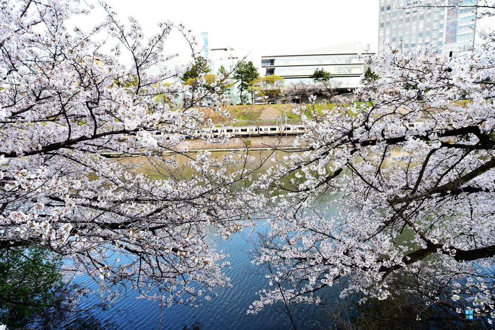 東京 賞櫻景點 外濠公園 飯田橋 四ツ谷 整排櫻花樹 可搭配靖國神社與千鳥淵之賞櫻行程 神樂坂附近 日本自助旅行大補帖 凱子凱 東京 賞櫻景點 外濠公園 飯田橋 四ツ谷 整排櫻花樹 可搭配靖國神社與千鳥淵之賞櫻行程 神樂坂附近 日本自助旅行大補帖 凱子凱