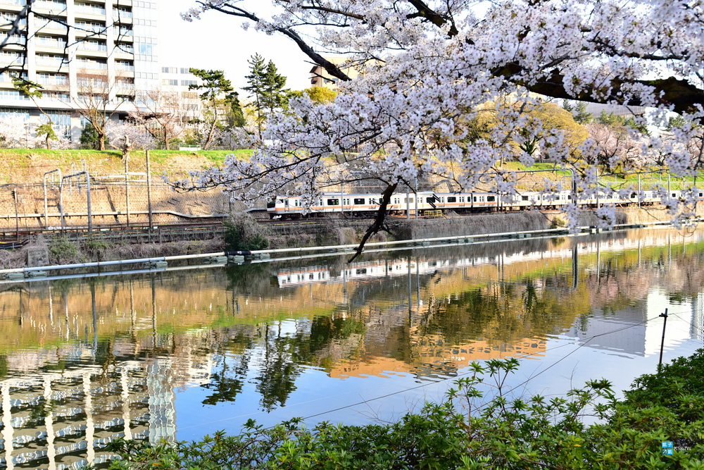東京 賞櫻景點 外濠公園 飯田橋 四ツ谷 整排櫻花樹 可搭配靖國神社與千鳥淵之賞櫻行程 神樂坂附近 日本自助旅行大補帖 凱子凱 東京 賞櫻景點 外濠公園 飯田橋 四ツ谷 整排櫻花樹 可搭配靖國神社與千鳥淵之賞櫻行程 神樂坂附近 日本自助旅行大補帖 凱子凱