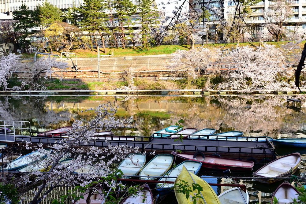 東京 賞櫻景點 外濠公園 飯田橋 四ツ谷 整排櫻花樹 可搭配靖國神社與千鳥淵之賞櫻行程 神樂坂附近 日本自助旅行大補帖 凱子凱 東京 賞櫻景點 外濠公園 飯田橋 四ツ谷 整排櫻花樹 可搭配靖國神社與千鳥淵之賞櫻行程 神樂坂附近 日本自助旅行大補帖 凱子凱