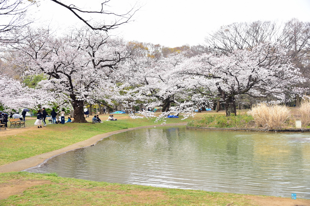 東京。賞櫻景點】代代木公園(代々木公園)- 賞櫻區域介紹/園內地圖與交通說明<原宿、明治神宮周邊> @ 日本自助旅行大補帖@凱子凱::