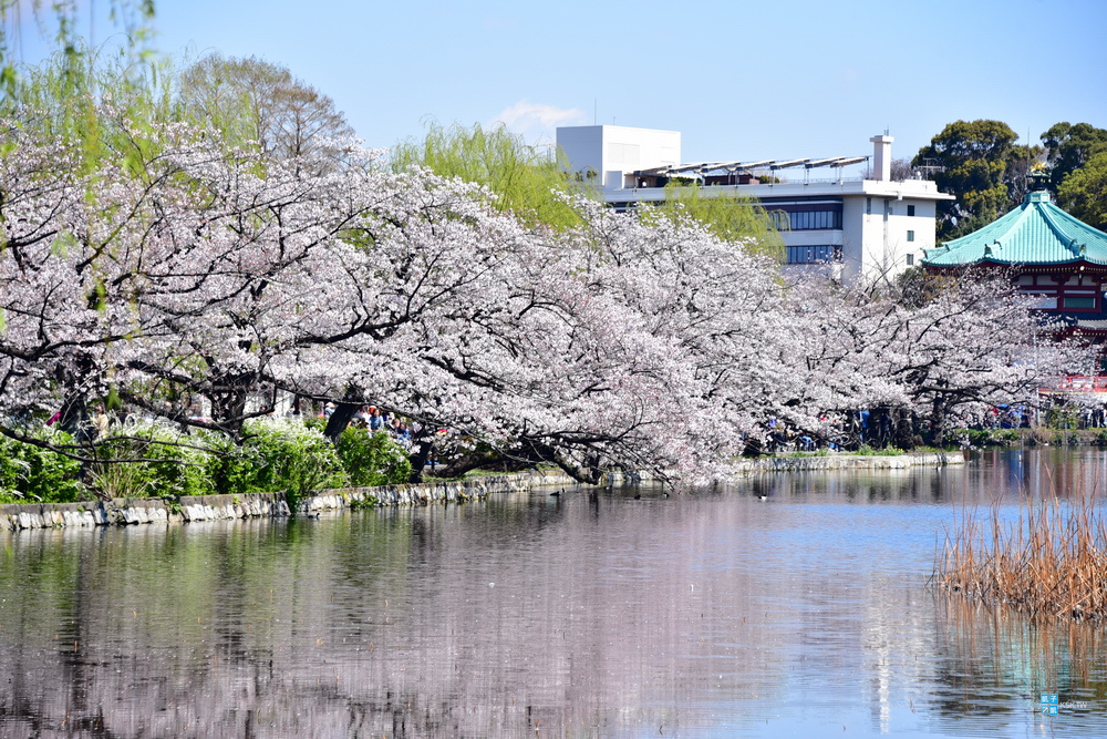 東京 賞櫻景點 上野公園 不忍池賞櫻 さくら通り 櫻並木道 日本自助旅行大補帖 凱子凱 痞客邦 東京 賞櫻景點 上野公園 不忍池賞櫻 さくら通り 櫻並木道 日本自助旅行大補帖 凱子凱 痞客邦