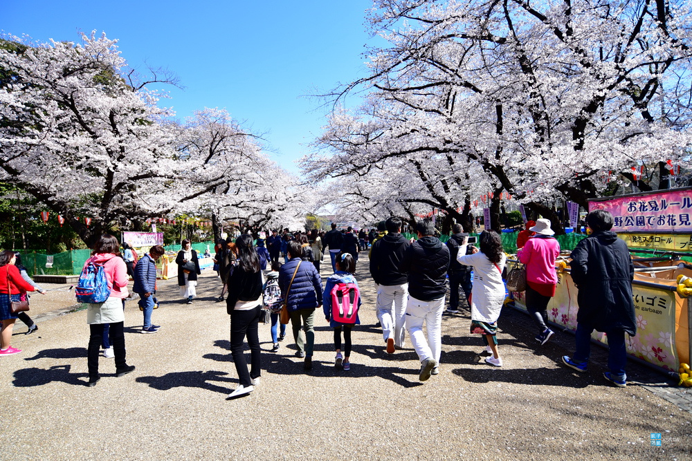東京 賞櫻景點 上野公園 不忍池賞櫻 さくら通り 櫻並木道 日本自助旅行大補帖 凱子凱 痞客邦 東京 賞櫻景點 上野公園 不忍池賞櫻 さくら通り 櫻並木道 日本自助旅行大補帖 凱子凱 痞客邦