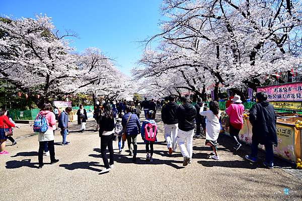東京 賞櫻景點 上野公園 不忍池賞櫻 さくら通り 櫻並木道 日本自助旅行大補帖 凱子凱 痞客邦 東京 賞櫻景點 上野公園 不忍池賞櫻 さくら通り 櫻並木道 日本自助旅行大補帖 凱子凱 痞客邦