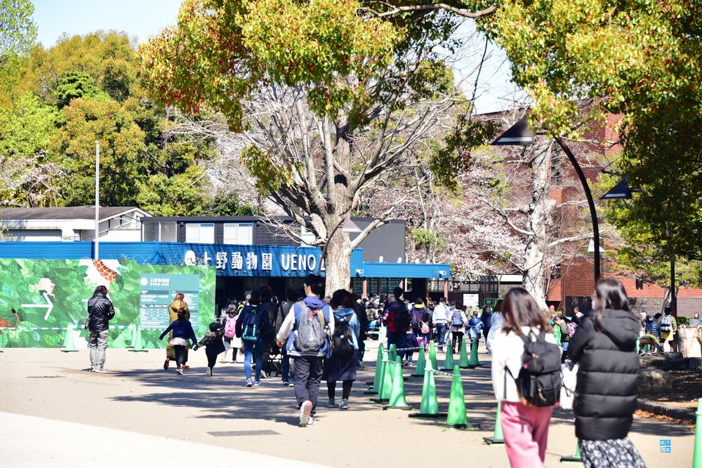 東京 賞櫻景點 上野公園 不忍池賞櫻 さくら通り 櫻並木道 日本自助旅行大補帖 凱子凱 痞客邦 東京 賞櫻景點 上野公園 不忍池賞櫻 さくら通り 櫻並木道 日本自助旅行大補帖 凱子凱 痞客邦