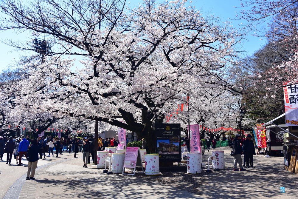 東京 賞櫻景點 上野公園 不忍池賞櫻 さくら通り 櫻並木道 日本自助旅行大補帖 凱子凱 痞客邦 東京 賞櫻景點 上野公園 不忍池賞櫻 さくら通り 櫻並木道 日本自助旅行大補帖 凱子凱 痞客邦