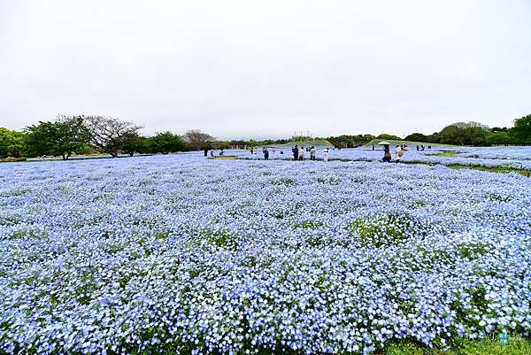 九州 福岡景點 海之中道海濱公園 四月下旬欣賞粉蝶花海之美 親子公園 來園內騎腳踏車 夏天可戲水 交通 海ノ中道駅 日本自助旅行大補帖 凱子凱