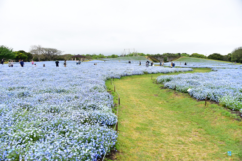 九州 福岡景點 海之中道海濱公園 四月下旬欣賞粉蝶花海之美 親子公園 來園內騎腳踏車 夏天可戲水 交通 海ノ中道駅 日本自助旅行大補帖 凱子凱