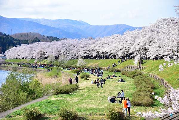 秋田 角館 古城山公園 從高處眺望 檜木內川堤 櫻花的秘境賞櫻點 交通介紹 日本自助旅行大補帖 凱子凱 痞客邦 秋田 角館 古城山公園 從高處眺望 檜木內川堤 櫻花的秘境賞櫻點 交通介紹 日本自助旅行大補帖 凱子凱 痞客邦