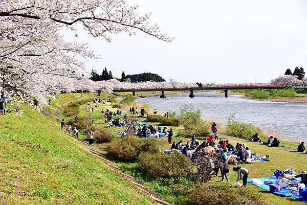 秋田 角館 古城山公園 從高處眺望 檜木內川堤 櫻花的秘境賞櫻點 交通介紹 日本自助旅行大補帖 凱子凱 痞客邦 秋田 角館 古城山公園 從高處眺望 檜木內川堤 櫻花的秘境賞櫻點 交通介紹 日本自助旅行大補帖 凱子凱 痞客邦