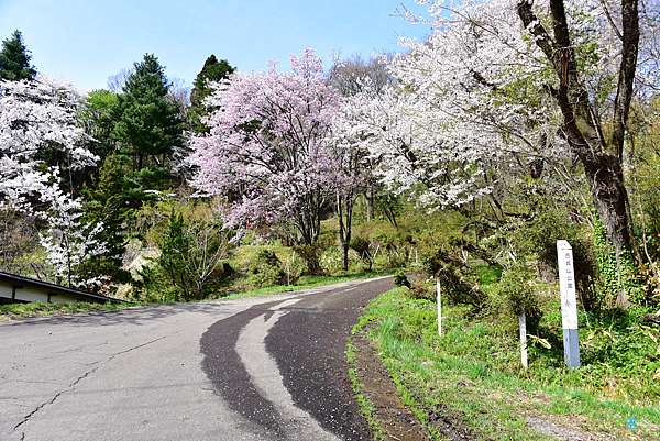 秋田 角館 古城山公園 從高處眺望 檜木內川堤 櫻花的秘境賞櫻點 交通介紹 日本自助旅行大補帖 凱子凱 痞客邦 秋田 角館 古城山公園 從高處眺望 檜木內川堤 櫻花的秘境賞櫻點 交通介紹 日本自助旅行大補帖 凱子凱 痞客邦
