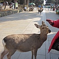 20120204奈良信貴山法龍寺錦光園玉造居酒屋聚餐(195).jpg